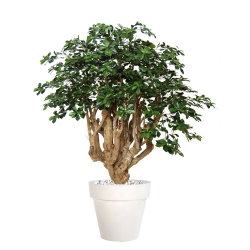 Planta semi-artificiala Ila, Buxifolia Robusta Green - 180 cm